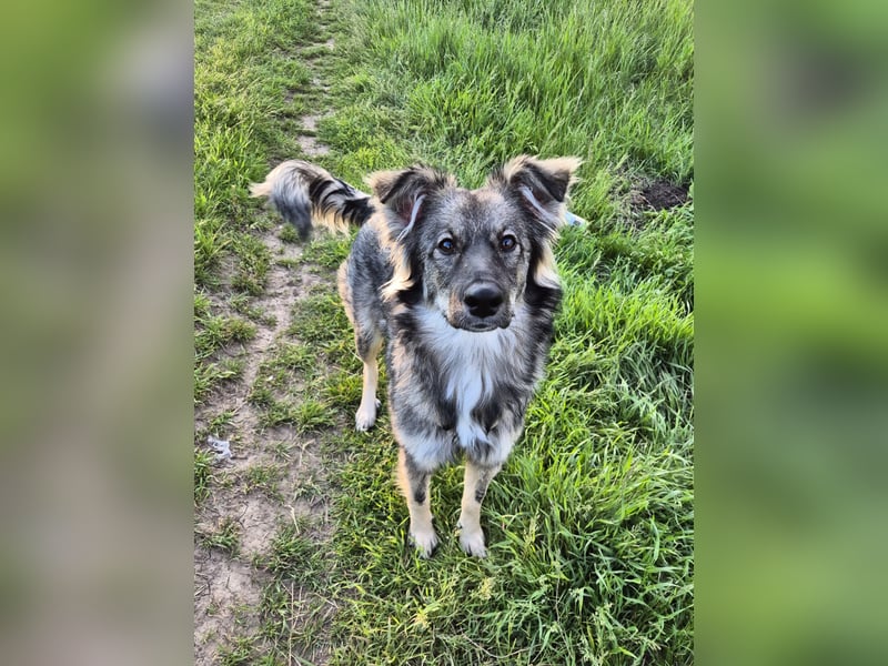 Suki sucht Zuhause als Zweithund