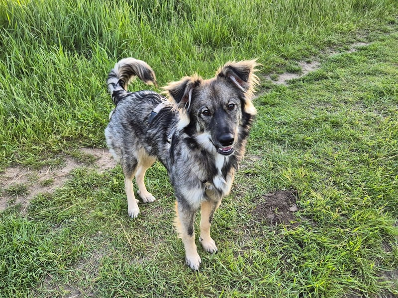 Suki sucht Zuhause als Zweithund