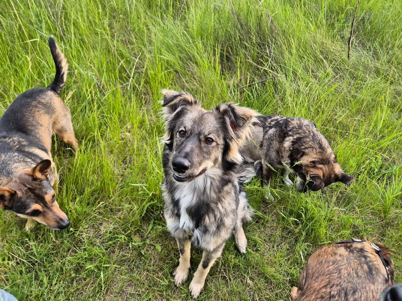 Suki sucht Zuhause als Zweithund