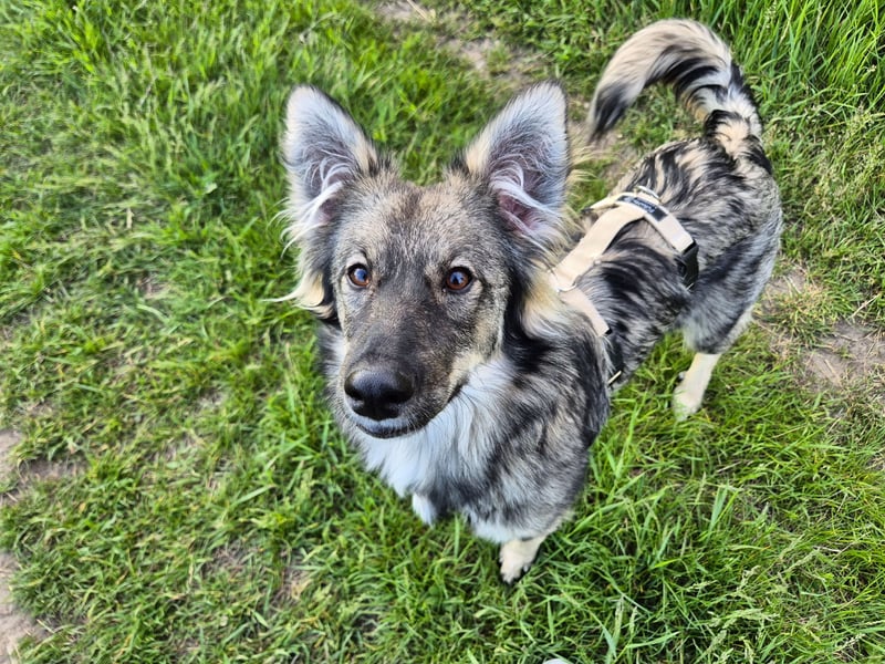 Suki sucht Zuhause als Zweithund