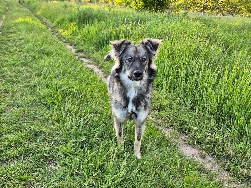 Suki sucht Zuhause als Zweithund