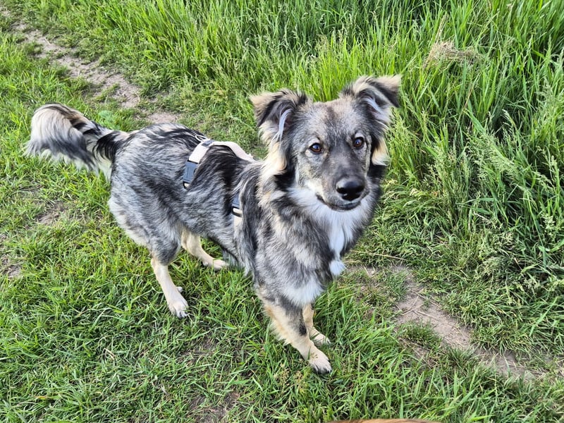 Suki sucht Zuhause als Zweithund