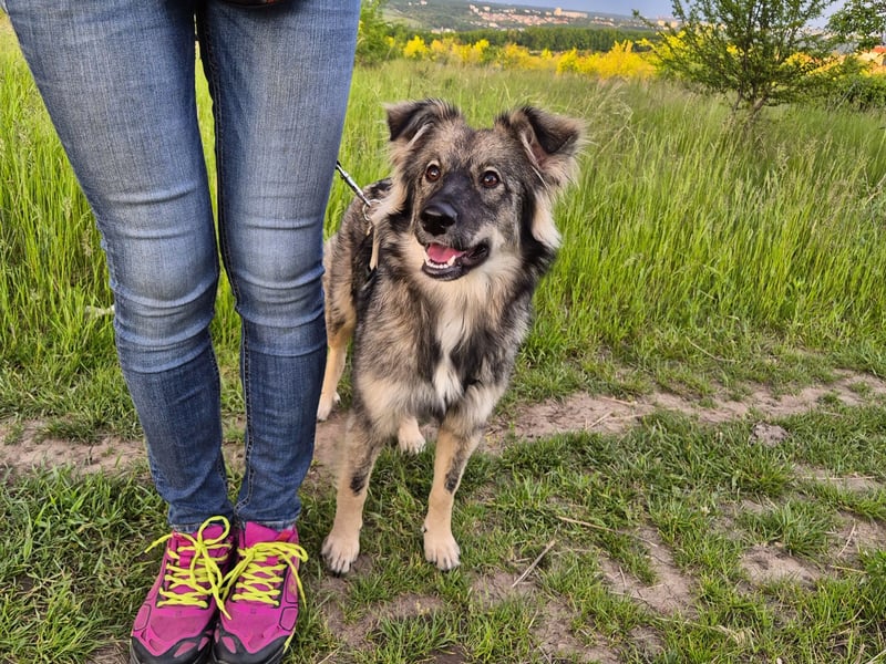 Suki sucht Zuhause als Zweithund