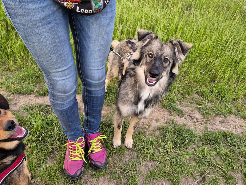 Suki sucht Zuhause als Zweithund