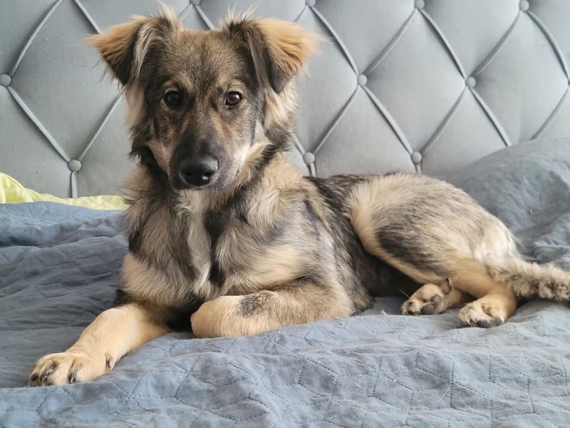 Suki sucht Zuhause als Zweithund