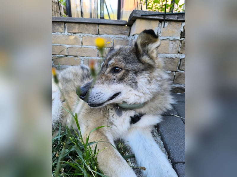 Coole Socke möchte im neuen Jahr mit dir auf Tour gehen!