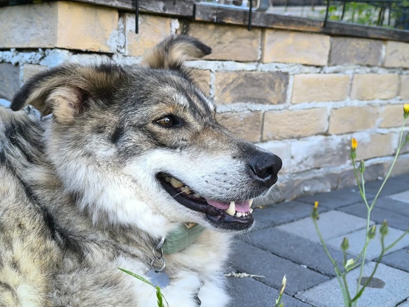 Coole Socke möchte im neuen Jahr mit dir auf Tour gehen!