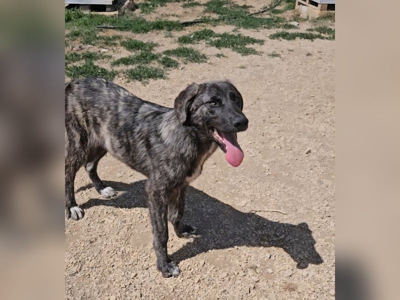 Benno: er liebt Menschen über alles