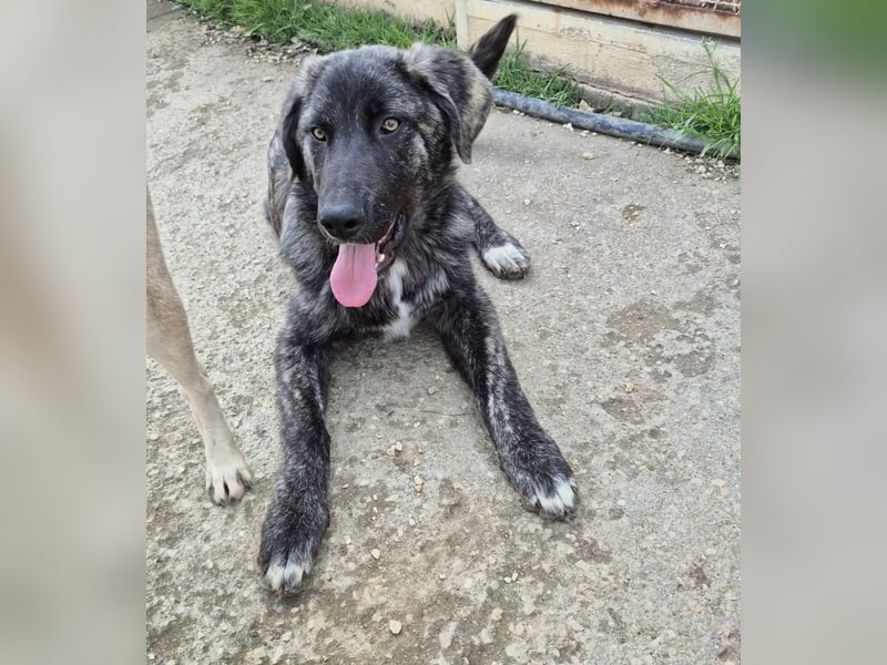 Benno: er liebt Menschen über alles