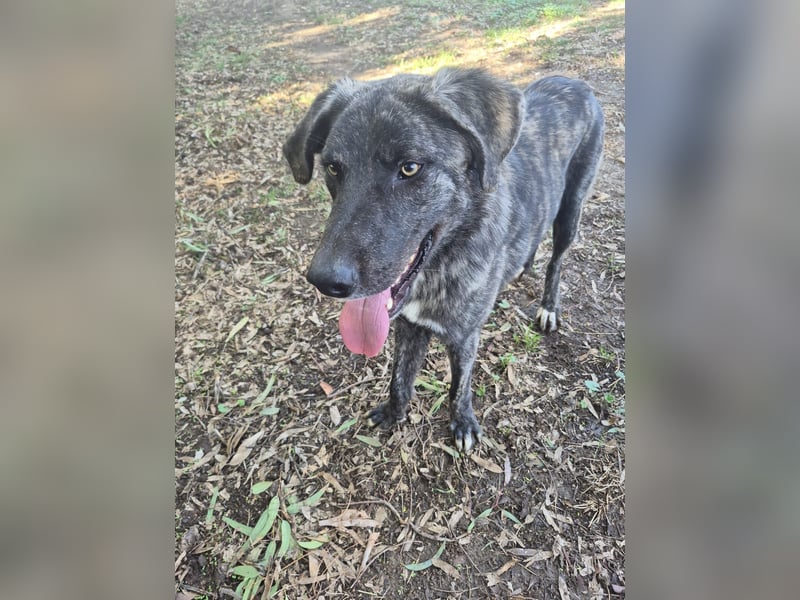 Benno: er liebt Menschen über alles