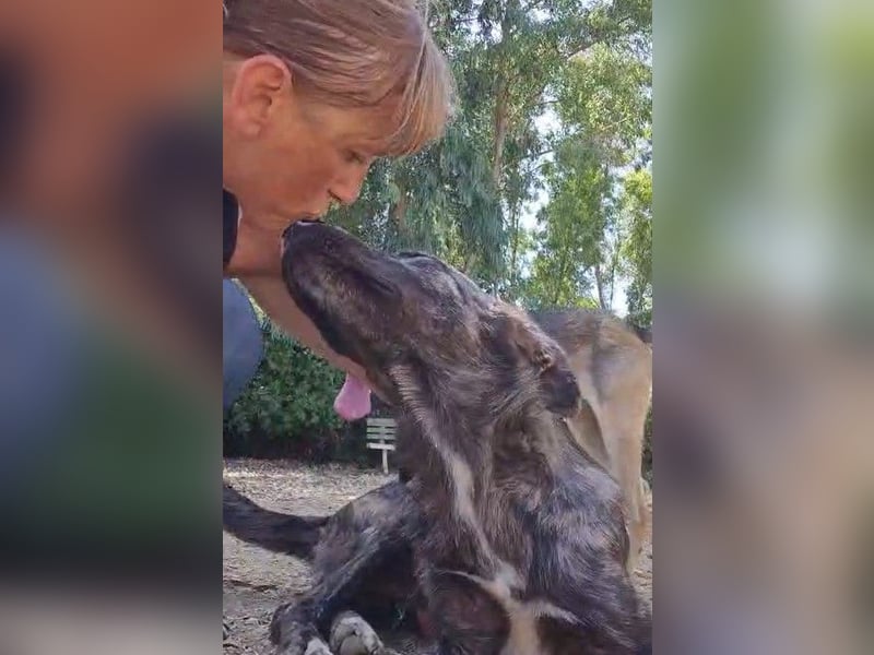 Benno: er liebt Menschen über alles