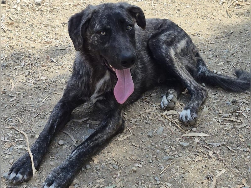 Benno: er liebt Menschen über alles