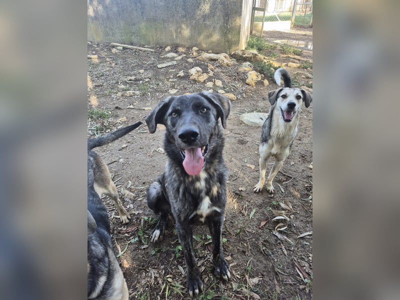 Benno: er liebt Menschen über alles