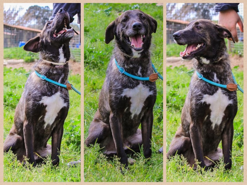 •J•A•Z•Z• | :-) | Ein Schätzchen wartet auf seine Menschen!