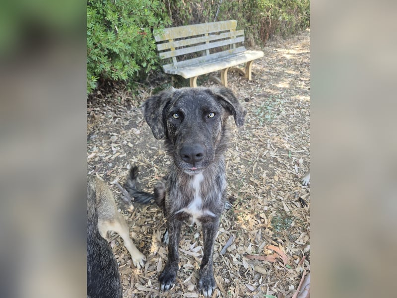 Benno: Traumhund für aktive Menschen
