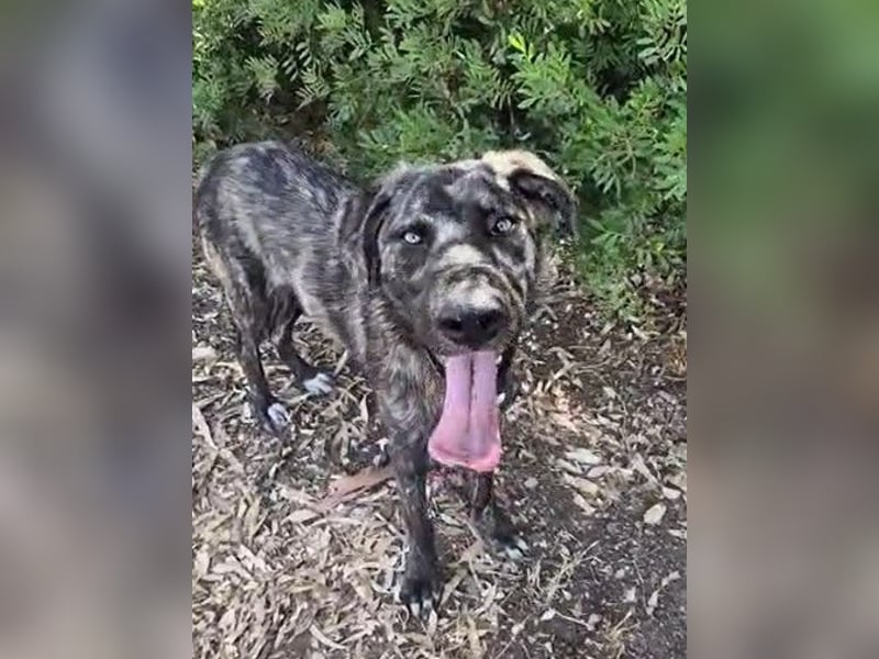 Benno: Traumhund für aktive Menschen