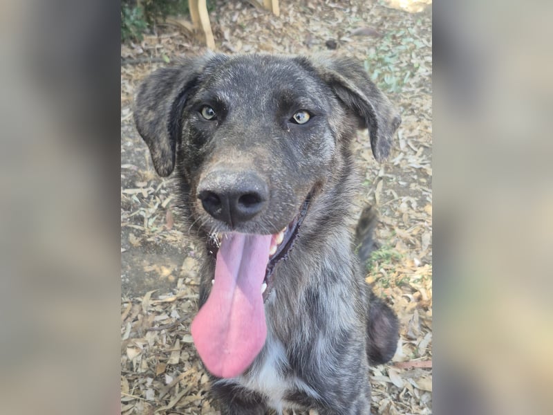 Benno: Traumhund für aktive Menschen