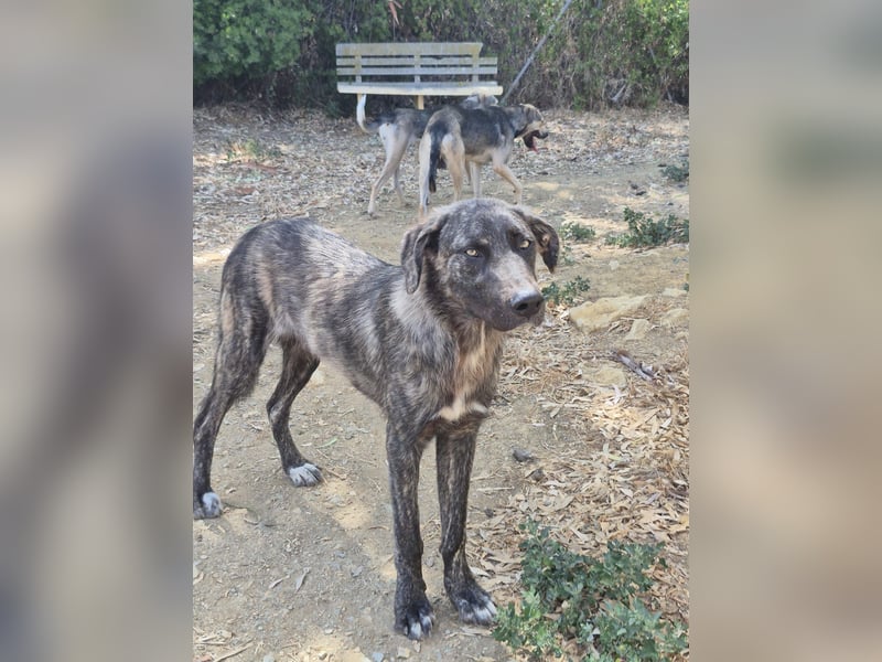 Benno: Traumhund für aktive Menschen
