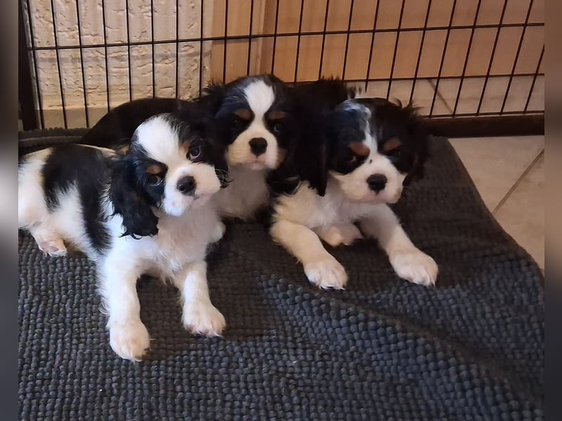 süße Cavalier Rüden süße Cavalier Rüden