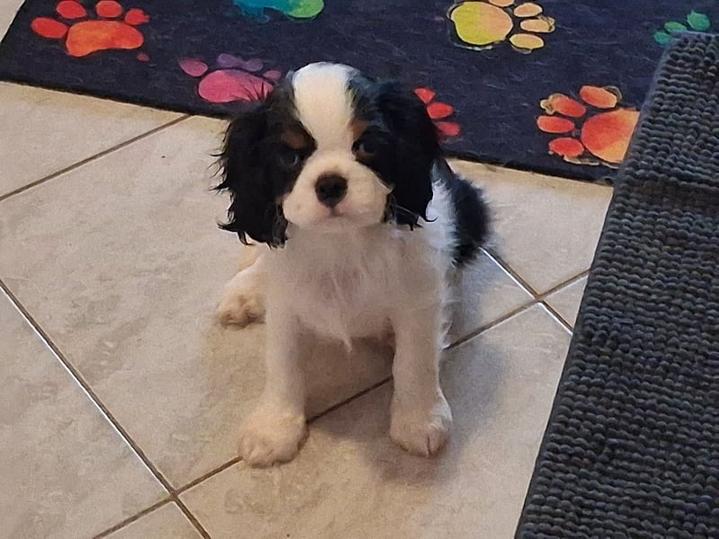 süße Cavalier Rüden süße Cavalier Rüden