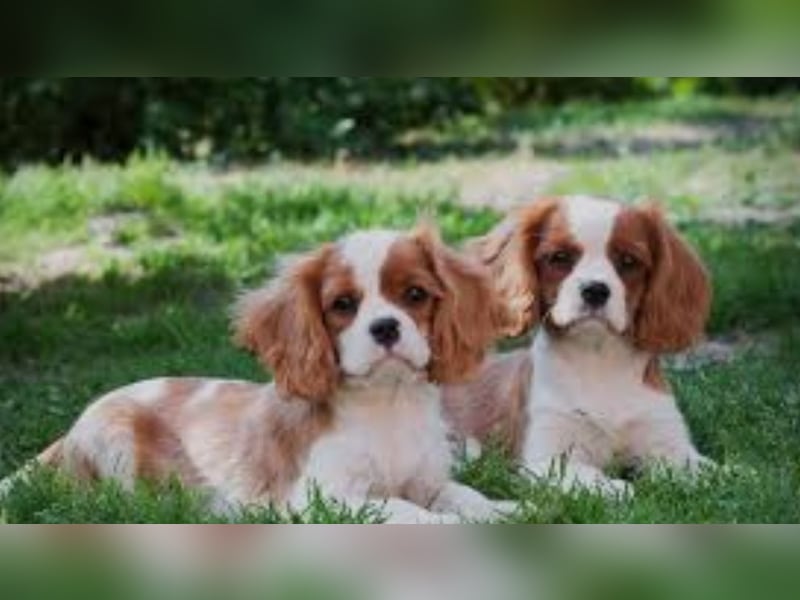 Suche Cavalier King Charles Spaniel Hund