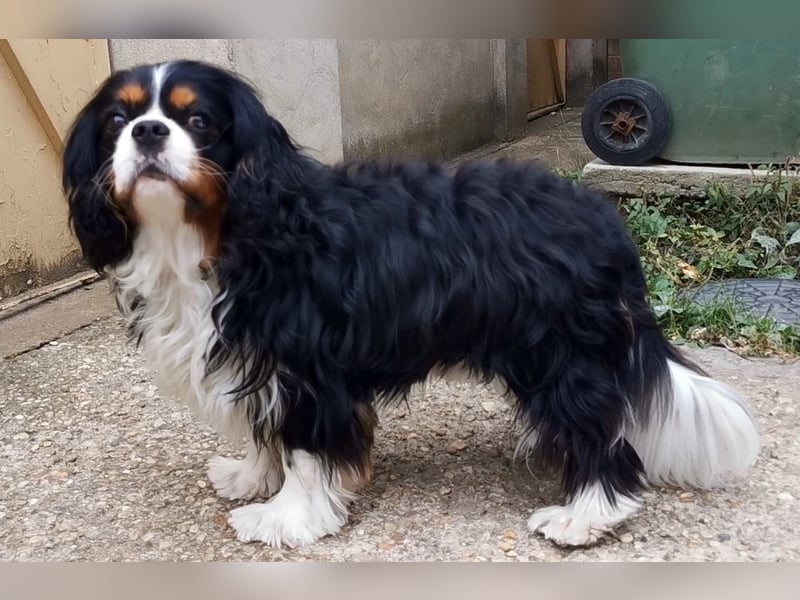 Junger, ausgewachsener Cavalier King Charles Spaniel Rüde zu verkaufen!