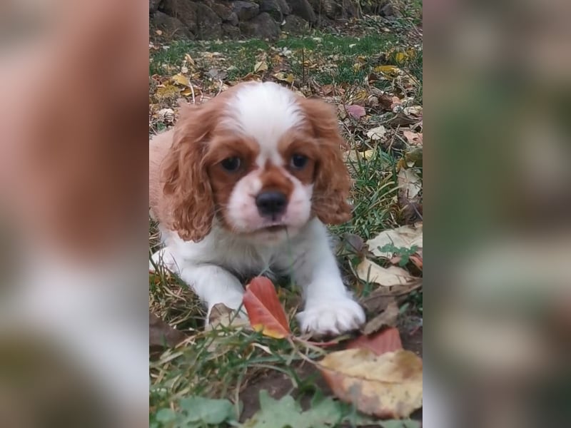 Cavalier-Rüdenwelpen zu verkaufen!