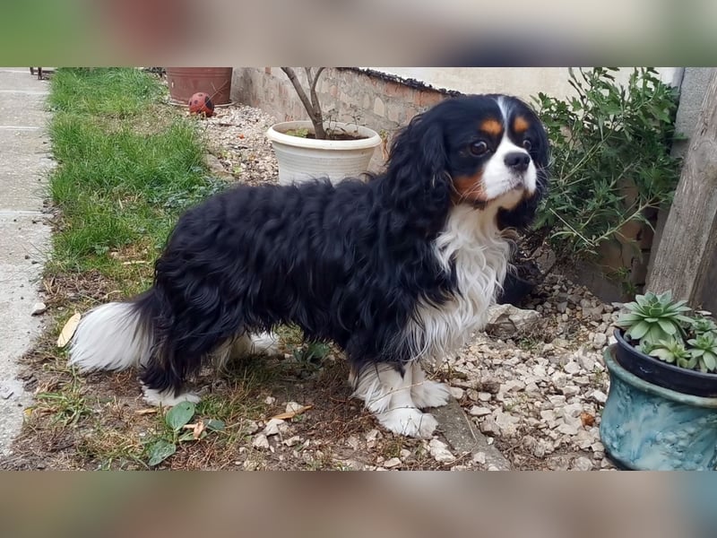 Junger, ausgewachsener Cavalier King Charles Spaniel Rüde zu verkaufen!