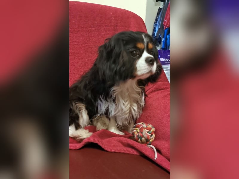 Junger, ausgewachsener Cavalier King Charles Spaniel Rüde zu verkaufen!