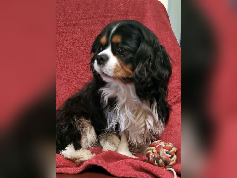 Junger, ausgewachsener Cavalier King Charles Spaniel Rüde zu verkaufen!