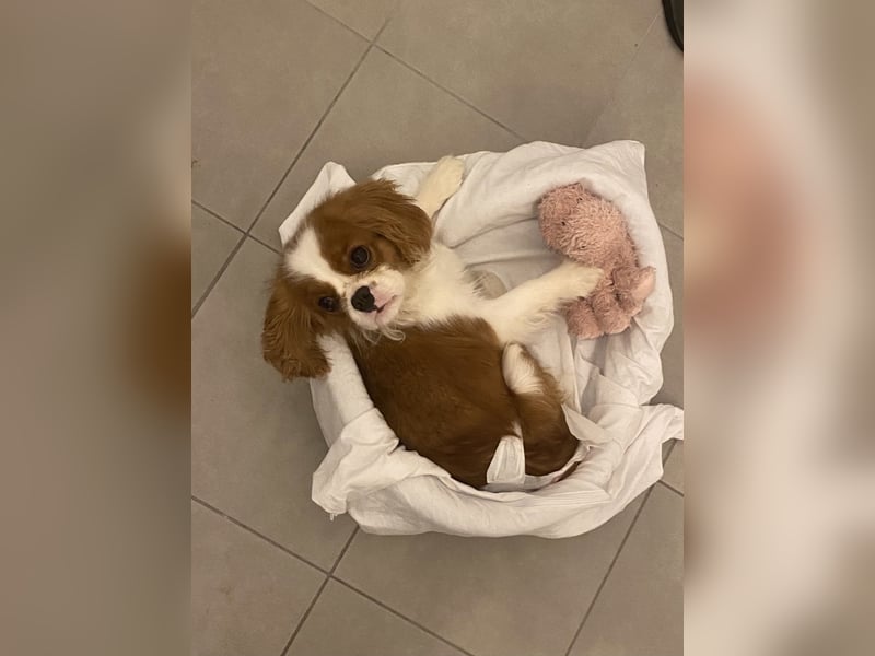 Lebensfroher, junger Hund sucht liebevolles Zuhause