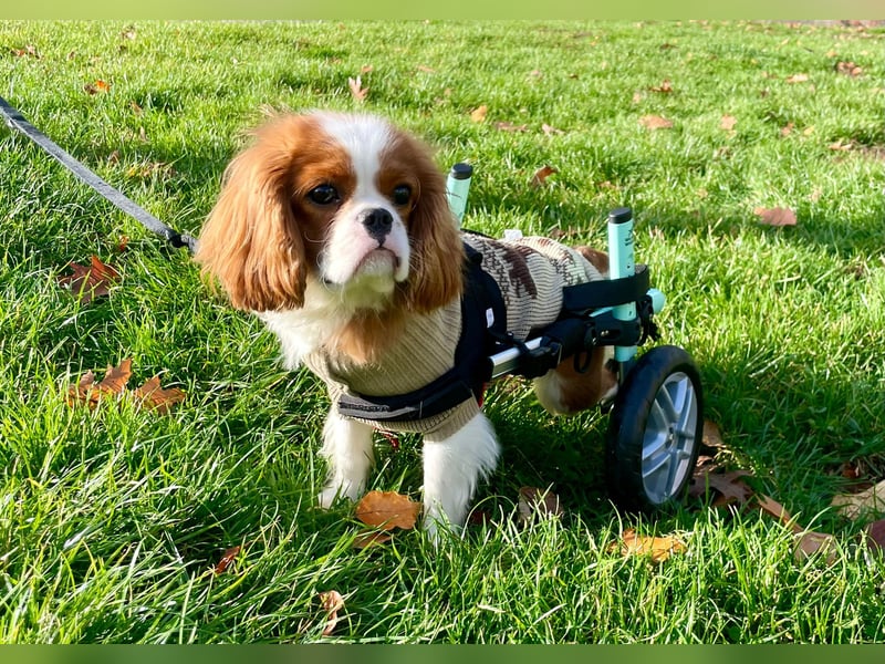Lebensfroher, junger Hund sucht liebevolles Zuhause