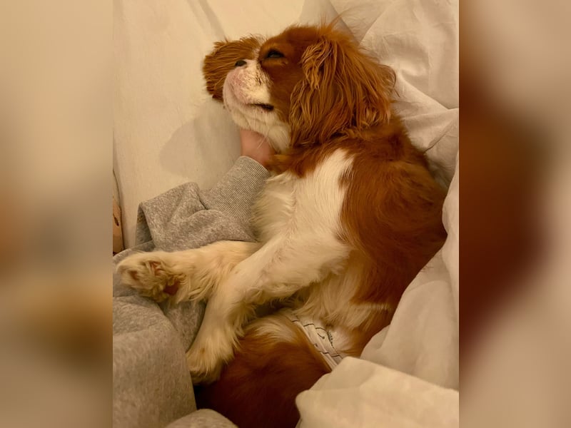 Lebensfroher, junger Hund sucht liebevolles Zuhause