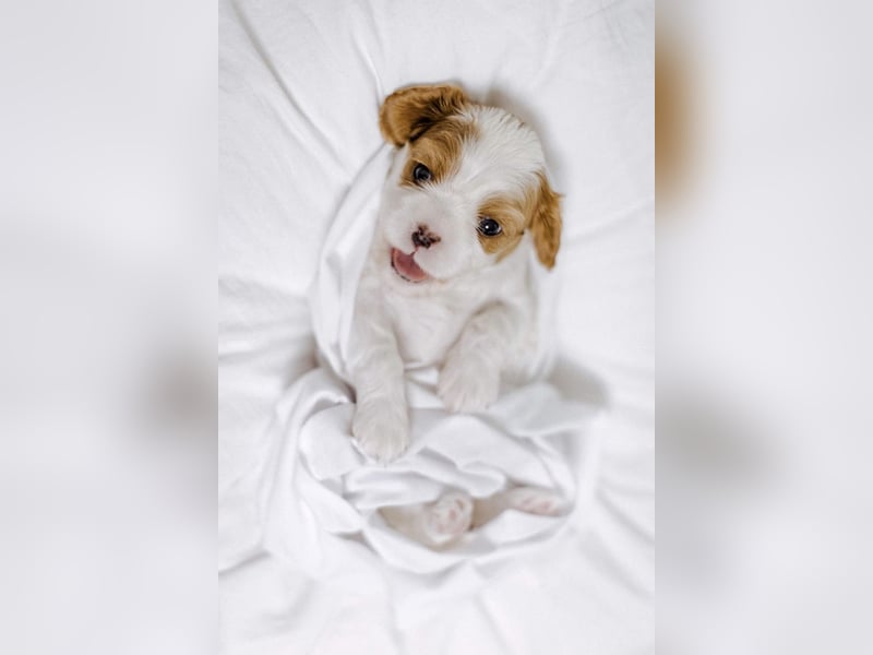 Cavalier King Charles Spaniel Welpen mit Sammbaum