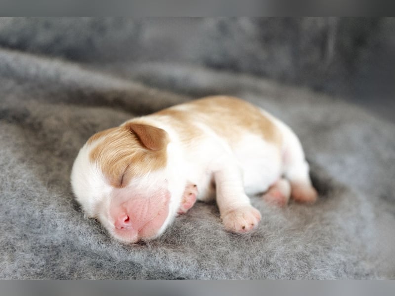 Cavalier King Charles Spaniel Welpen mit Sammbaum