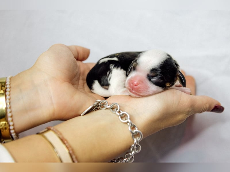 Cavalier King Charles Spaniel Welpen mit Sammbaum