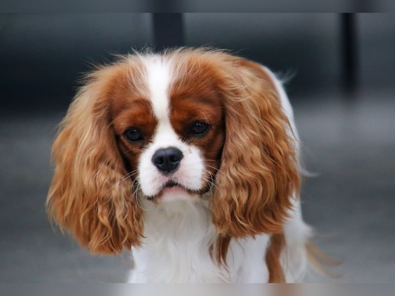 Cavalier King Charles Spaniel Welpen mit Sammbaum