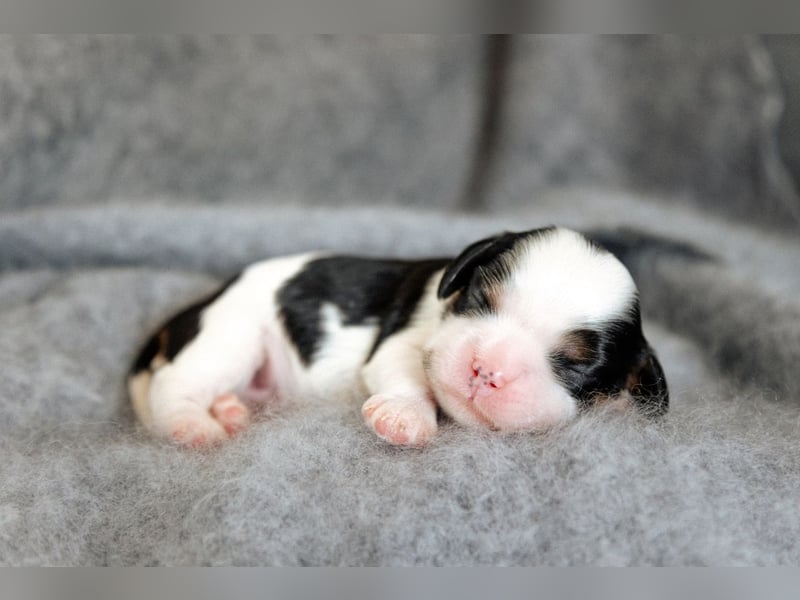 Cavalier King Charles Spaniel Welpen mit Sammbaum