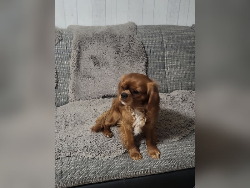 Cavaler King Charles Spaniel RUBI