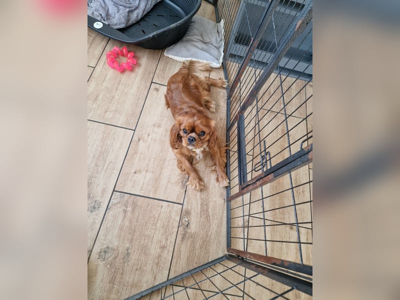 Cavaler King Charles Spaniel RUBI