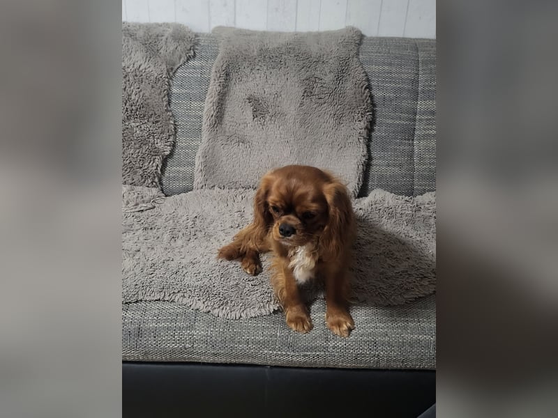 Cavaler King Charles Spaniel RUBI