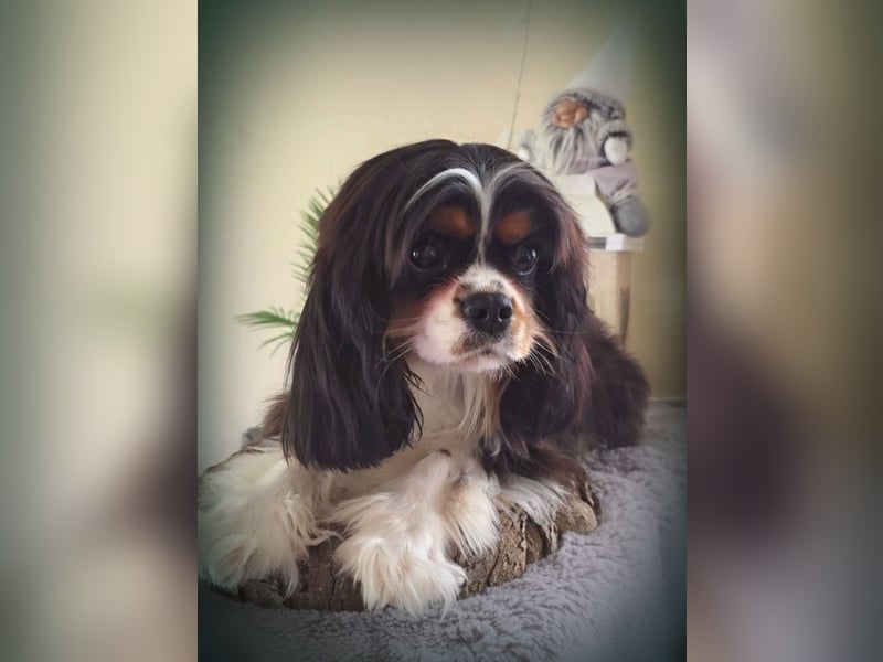 Cavalier King Charles Spaniel Rüde mit Papiere