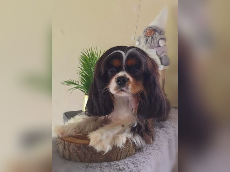 Cavalier King Charles Spaniel Rüde mit Papiere