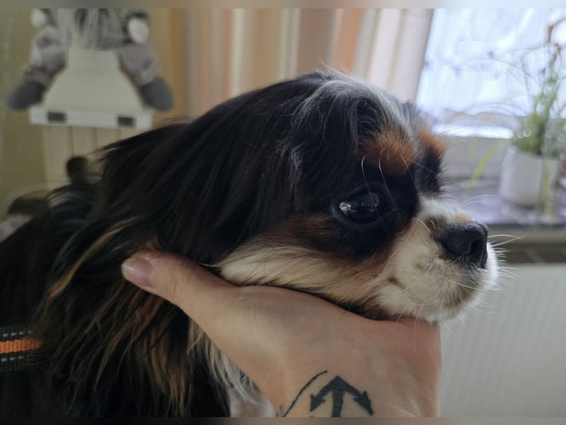 Cavalier King Charles Spaniel Rüde mit Papiere