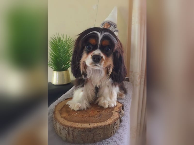 Cavalier King Charles Spaniel Rüde mit Papiere