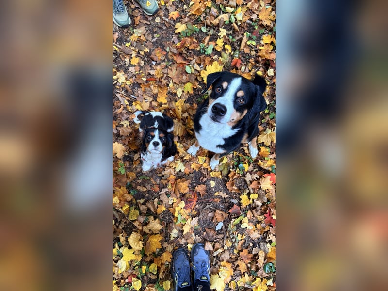 Herzensbrecher Loki sucht ein neues Zuhause