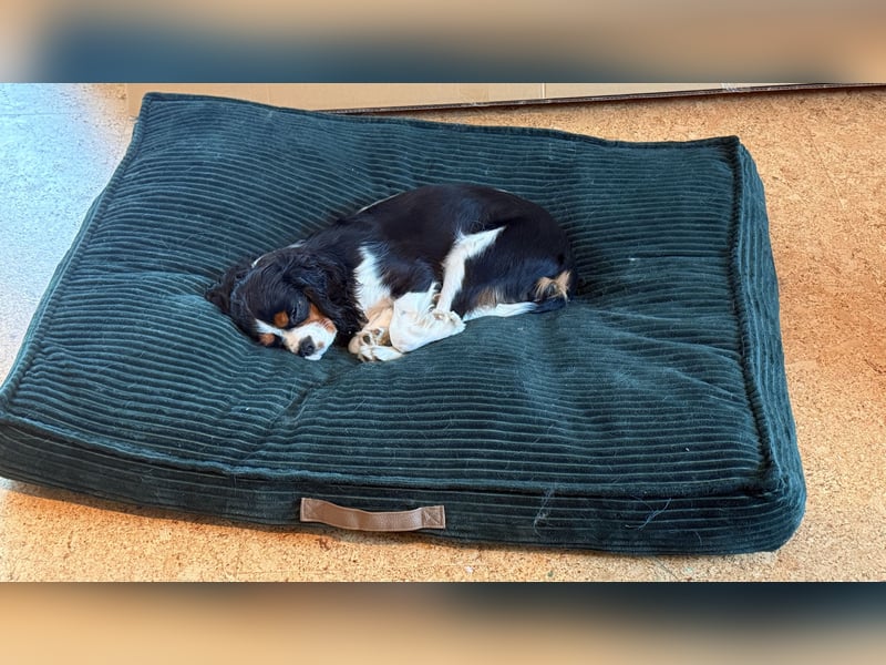 Herzensbrecher Loki sucht ein neues Zuhause