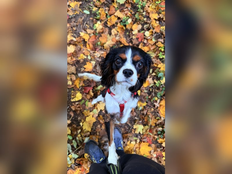 Herzensbrecher Loki sucht ein neues Zuhause