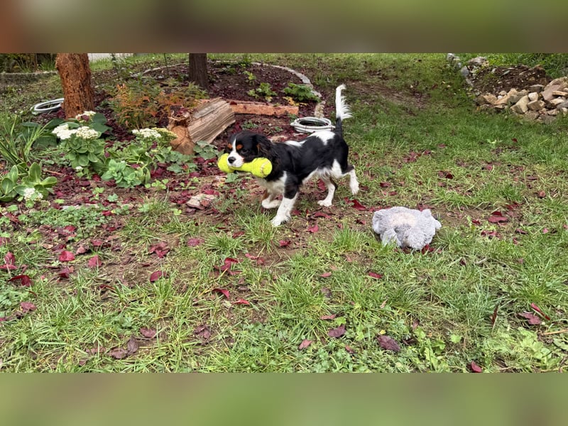 Herzensbrecher Loki sucht ein neues Zuhause