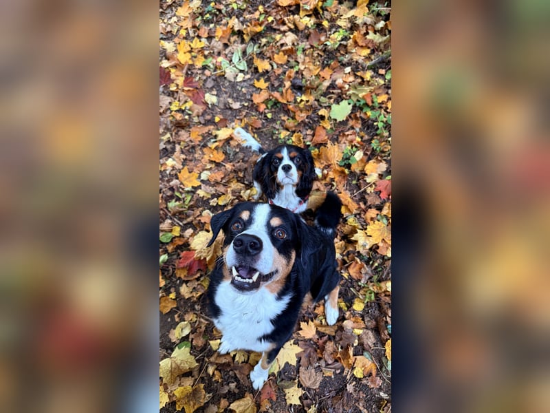 Herzensbrecher Loki sucht ein neues Zuhause